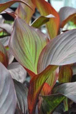 Rotes Indisches Blumenrohr / Canna Indica Endeavour Im 11x11 Cm Topf