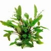 XL In-Vitro Becketts Wasserkelch / Cryptocoryne Beckettii - Becketii -Garten & Außenbereich CC04PP 1 4