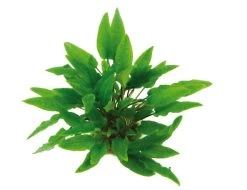 XL In-Vitro Grüner Wasserkelch / Cryptocoryne Wendtii Grün