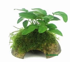 Zwergspeerblatt Mit Javamoos Auf Kokosnuss-Höhle / Coco Shell Mit Anubias Nana U. Moos
