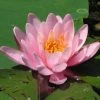 Seerose ROSA / Nymphaea Rosa Im Kokosfasertopf, Direkt Einsetzbar -Garten & Außenbereich D27000P ST 1 2