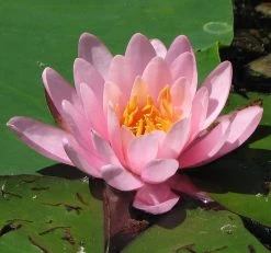 Seerose ROSA / Nymphaea Rosa Im Kokosfasertopf, Direkt Einsetzbar