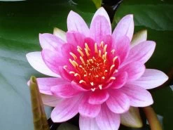 Seerosen 4 Stück - 4 Verschiedene Farben Kokosfasertopf, Direkt Einsetzbar -Garten & Außenbereich D27000ST 1 3