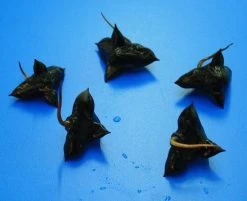 Nuss Der Einheimischen Wassernuss - Wasserkastanie / Trapa Natans *RAR* -Garten & Außenbereich D P1065OK 1 4