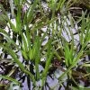 Jungpflanze Krebsschere - Wasseraloe / Stratiotes Aloides Für Gartenteich -Garten & Außenbereich D SP19PP 1 2 1