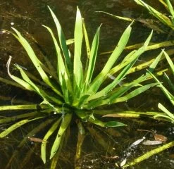 Krebsschere - Wasseraloe / Stratiotes Aloides Für Gartenteich -Garten & Außenbereich D SP19PP 1 3