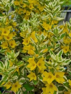 Gilbweiderich Alexander / Lysimachia Punctata Alexander Im 9x9 Cm Topf