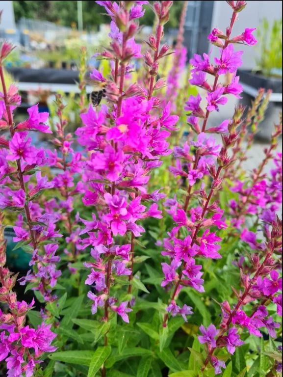 Blutweiderich / Lythrum Salicaria Im 9x9 Cm Topf 3 Blutweiderich / Lythrum Salicaria Im 9x9 Cm Topf