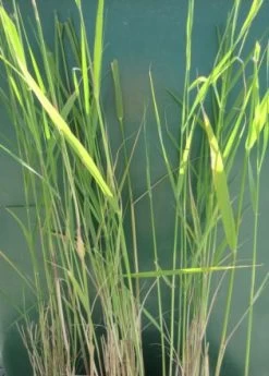 Schilf, Schilfrohr / Phragmites Australis Im 9x9 Cm Topf