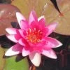 Rote Seerose / Nymphaea 'Froebeli' Im 11x11 Cm Topf