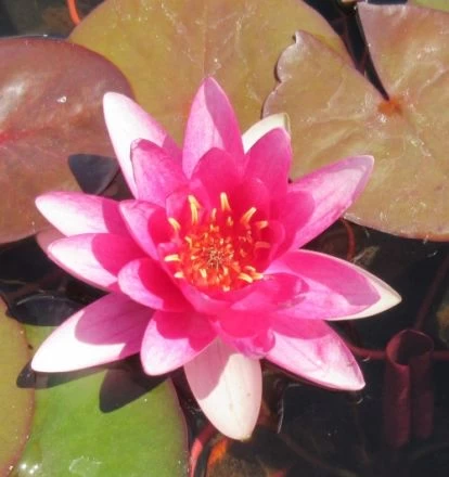 Rote Seerose / Nymphaea 'Froebeli' Im 11x11 Cm Topf 3 Rote Seerose / Nymphaea 'Froebeli' Im 11x11 Cm Topf