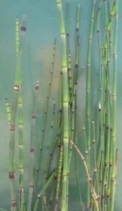 Winterschachtelhalm / Equisetum Hyemale Var. Japonicum (Equisitum ) Im 9x9 Cm Topf
