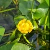 Einheimische Gelbe Teichrose / Nuphar Lutea (luteum) Im 11x11 Cm Topf -Garten & Außenbereich GT1246aa 1 1