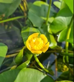 Einheimische Gelbe Teichrose / Nuphar Lutea (luteum) Im 11x11 Cm Topf