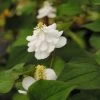 Gefüllter Eidechsenschwanz / Houttuynia Cordata Plena Im 9x9 Cm Topf -Garten & Außenbereich GT182011BA 1 1