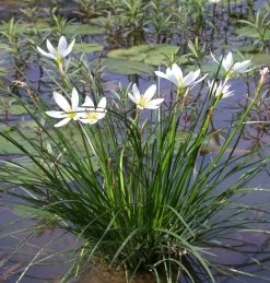 Weißer Sumpfkrokus / Zephyranthes Candida Weiß Im 9x9 Cm Topf