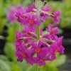 Etagen-Schlüsselblume / Primula Japonica Im 9x9 Cm Topf -Garten & Außenbereich GT182046BA 1 1