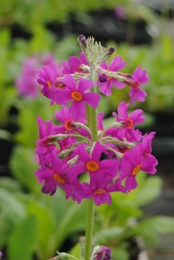 Etagen-Schlüsselblume / Primula Japonica Im 9x9 Cm Topf