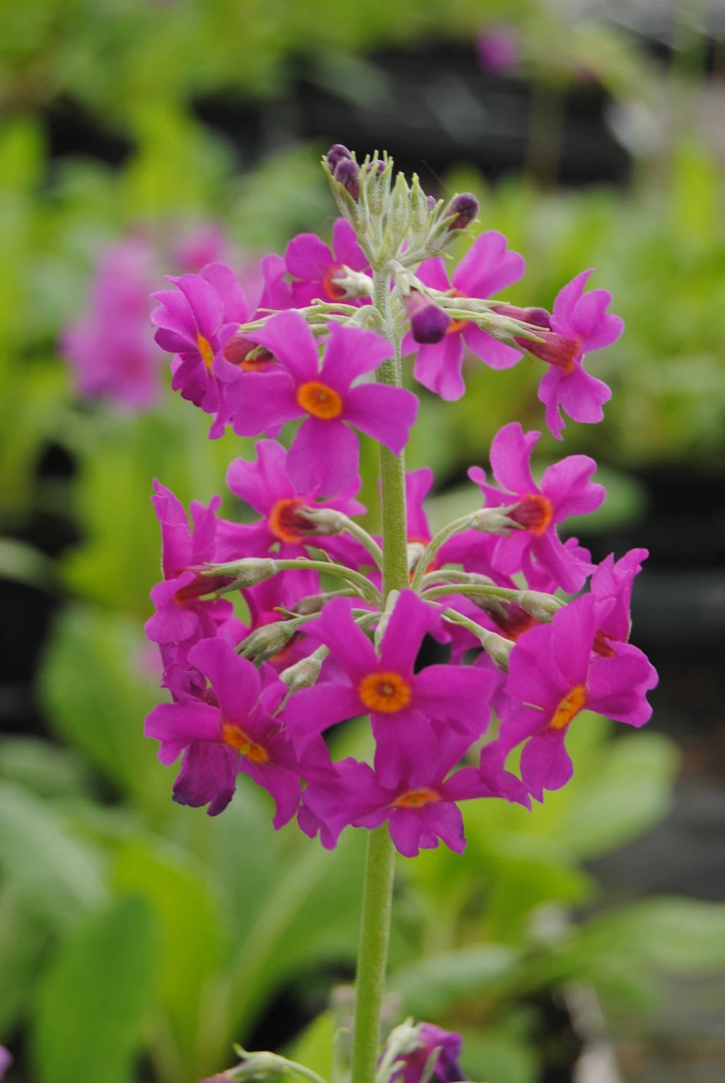 Etagen-Schlüsselblume / Primula Japonica Im 9x9 Cm Topf 3 Etagen-Schlüsselblume / Primula Japonica Im 9x9 Cm Topf