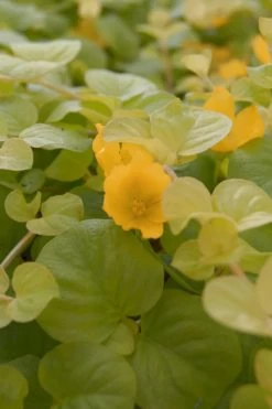 Gelbes Pfennigkraut / Lysimachia Nummularia Aurea Im 9x9 Cm Topf