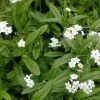 Weißes Sumpfvergißmeinnicht / Myosotis Palustris Weiß Im 9x9 Cm Topf -Garten & Außenbereich GT183010BA 1 1