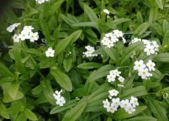 Weißes Sumpfvergißmeinnicht / Myosotis Palustris Weiß Im 9x9 Cm Topf