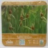 Anzucht-Set Zwergrohrkolben / Typha Minima -Garten & Außenbereich GT2000wf 1 1