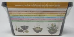 Anzucht-Set Zwergrohrkolben / Typha Minima -Garten & Außenbereich GT2000wf 1 3