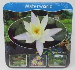 Anzucht-Set Weiße Zwerg-Seerose / Nymphaea Pygmaea Alba (tetragona) Miniseerose