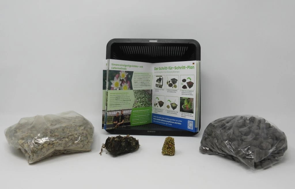 Anzucht-Set Weiße Zwerg-Seerose / Nymphaea Pygmaea Alba (tetragona) Miniseerose 4 Anzucht-Set Weiße Zwerg-Seerose / Nymphaea Pygmaea Alba (tetragona) Miniseerose – Bild 2