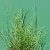 Zwergschachtelhalm / Equisetum Scirpoides Im 9x9 Cm Topf -Garten & Außenbereich GT20386ST 1