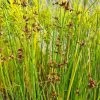 Teichsimse, Seesimse, Flechtbinse / Scirpus Lacustris Im 9x9 Cm Topf -Garten & Außenbereich GT20600ST 1 1