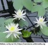 Weiße Wohlriechende Seerose / Nymphaea Odorata Im 11x11 Cm Topf -Garten & Außenbereich GT2800Wo 1 2