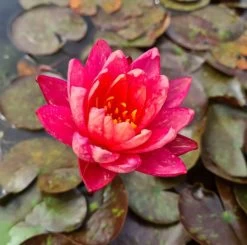 Zweifarbige Seerose / Nymphaea "Wanvisa" *Rarität* -Garten & Außenbereich GT3000wf 1 3
