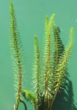 Tannenwedel / Hippuris Vulgaris (Hipperus) Im 9x9 Cm Topf