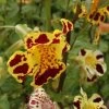 Getigerte Gauklerblume / Mimulus Tigrinus - Gelb-rot Gefleckt Im 9x9 Cm Topf