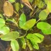 Schwimmendes Laichkraut / Potamogeton Natans Im 9x9 Cm Topf