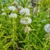 Weiße Englische Wasserminze / Mentha (Preslia) Cervina 'Alba' Im 9x9 Cm Topf -Garten & Außenbereich GT945Wo 1 1