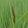 Hirse Segge / Carex Panicea Im 9x9 Cm Topf