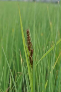 Hirse Segge / Carex Panicea Im 9x9 Cm Topf