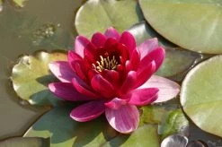 Rubinrote Seerose / Nymphaea Burgundy Princess Im 11x11 Cm Topf