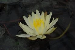 Kariengelbe Seerose / Nymphaea "Sulphurea" Im 11x11 Cm Topf