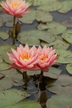 Kupferne Seerose / Nymphaea "Aurora" Im 11x11 Cm Topf