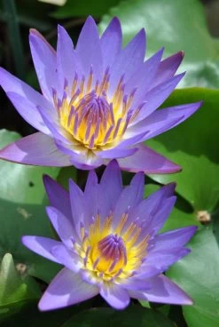 Tropische Blaue Seerose / Nymphaea "August Koch"