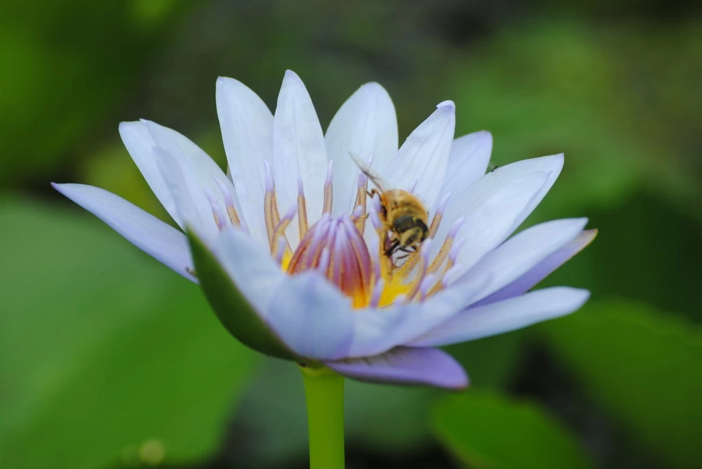 Tropische Violette Seerose / Nymphaea "Panama Pacific" 3 Tropische Violette Seerose / Nymphaea "Panama Pacific"