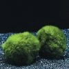 Mooskugel Größe XL 5-7 Cm / Aegagropila Linnaei - Marimo Moos Ball 2 Mooskugel Größe XL 5-7 Cm / Aegagropila Linnaei - Marimo Moos Ball -Garten & Außenbereich K002PO 1