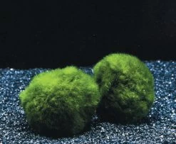 Mooskugel Größe XL 5-7 Cm / Aegagropila Linnaei - Marimo Moos Ball