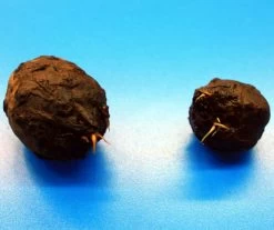 Grüner Tigerlotus Knolle+Trieb / Nymphaea Lotus Var. Viridis