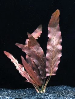 Rote Langblättrige Barclaya / Barclaya Longifolia Rubra *TOP-RARITÄT*