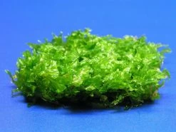 Monosolenium Tenerum / Großes Teichlebermoos - Pelia (Pellia) Polster 110 X 80 Mm, Moos -Garten & Außenbereich M002T 1 3